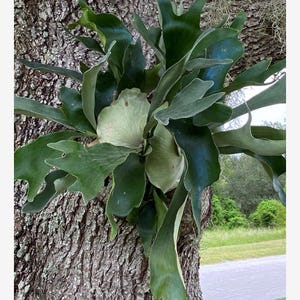 Platycerium Bifurcatum Netherlands “Dutch Staghorn Fern“ Starter Plant (ALL STARTER PLANTS require you to purchase 2 plants!)