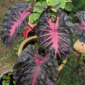 Colocasia Redemption Starter Plant (ALL STARTER PLANTS require you to purchase 2 plants!)