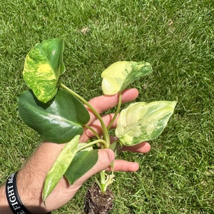 May include: A small potted plant with variegated leaves in shades of green and white. The plant is being held in a hand with a black wristband that says "On The Fight Again".