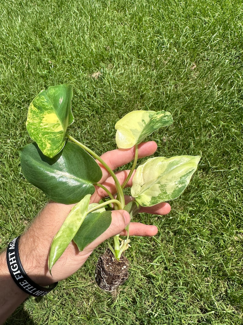 May include: A small potted plant with variegated leaves in shades of green and white. The plant is being held in a hand with a black wristband that says "On The Fight Again".