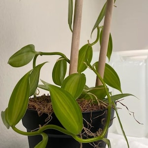 May include: A green vanilla plant with long, thin leaves growing up two wooden stakes. The plant is in a black pot with brown soil and roots visible.