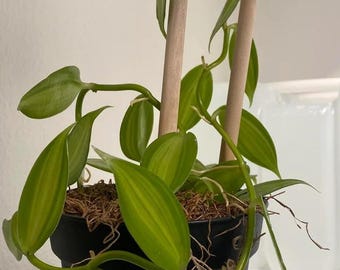 Variegated Vanilla planiforia bean jewel orchid 2” pot **(ALL plants require you to purchase ANY 2 plants!)**
