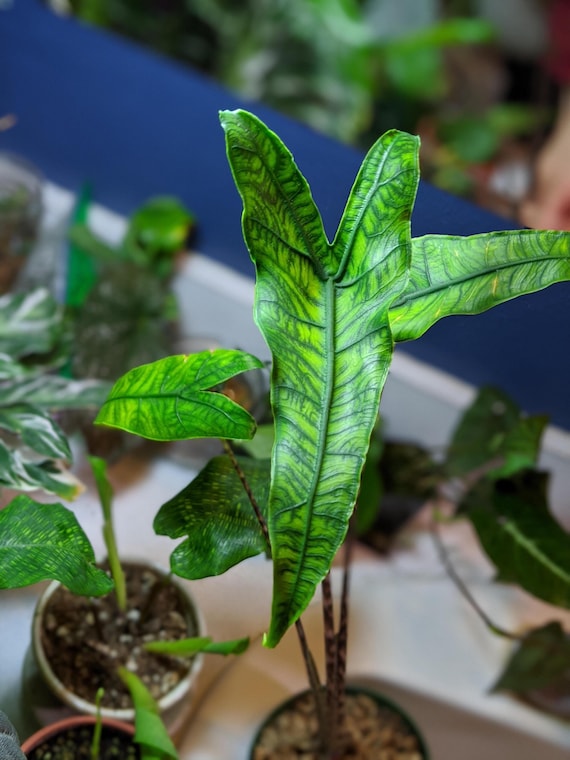 Alocasia Zebrina reticulata Starter Plant (ALL STARTER PLANTS require you  to purchase 2 plants!)
