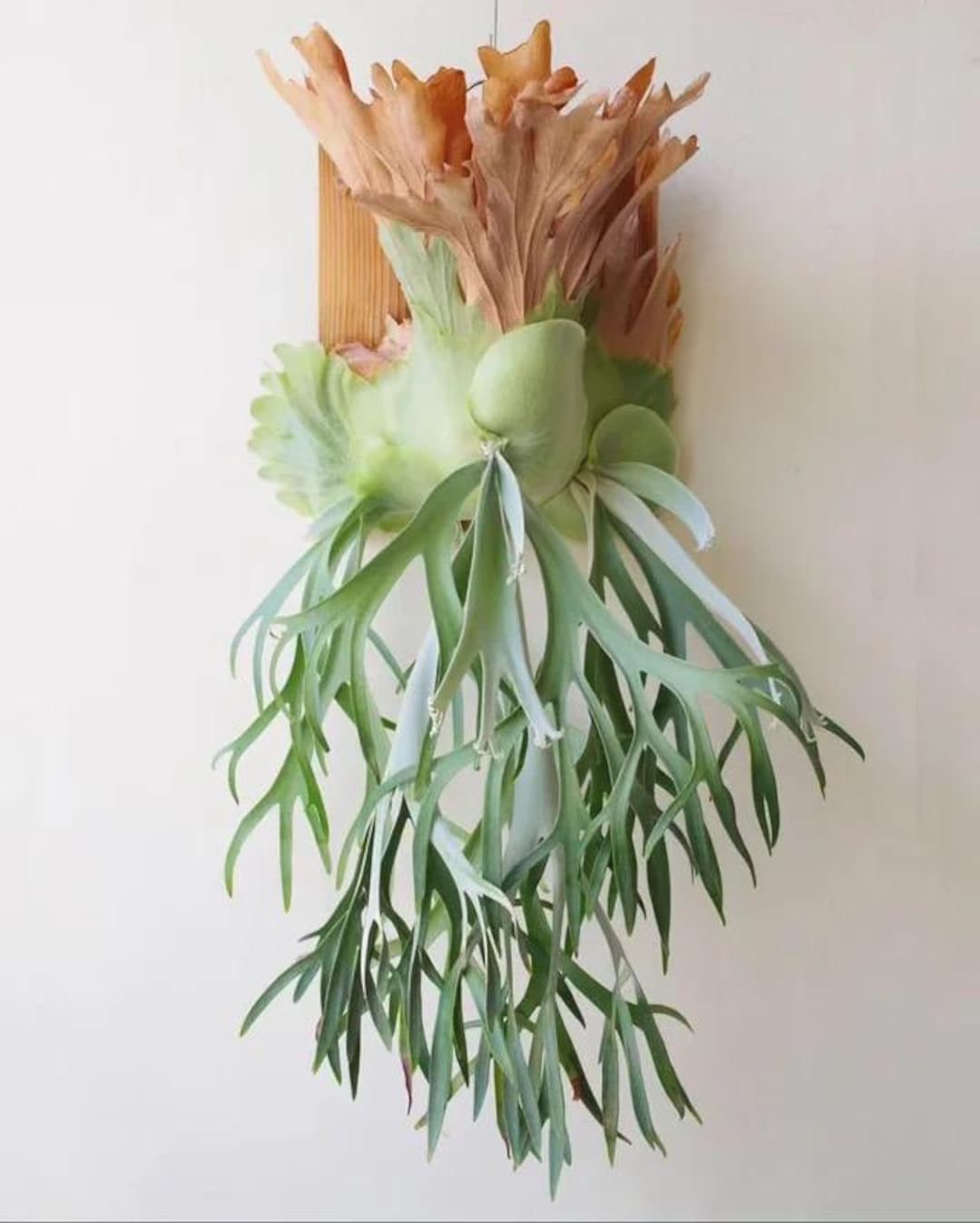 上品スタイル Girl” “jade Willinckii Platycerium Staghorn (ALL Pot 2” Fern ビカクシダ