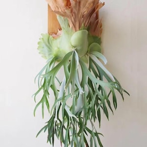 P. Ridleyi Dwarf Sliver - Etsy P. Ridleyi Dwarf Sliver - Etsy