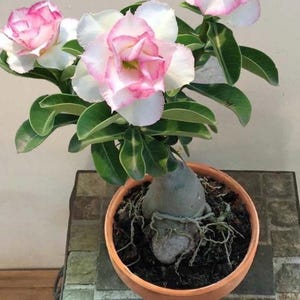 Desert rose White adenium obesum starter plant **(ALL plants require you to purchase ANY 2 plants!)**