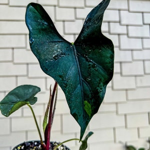 Alocasia Purple cloak “princeps” Starter Plant (ALL STARTER PLANTS require you to purchase 2 plants!)