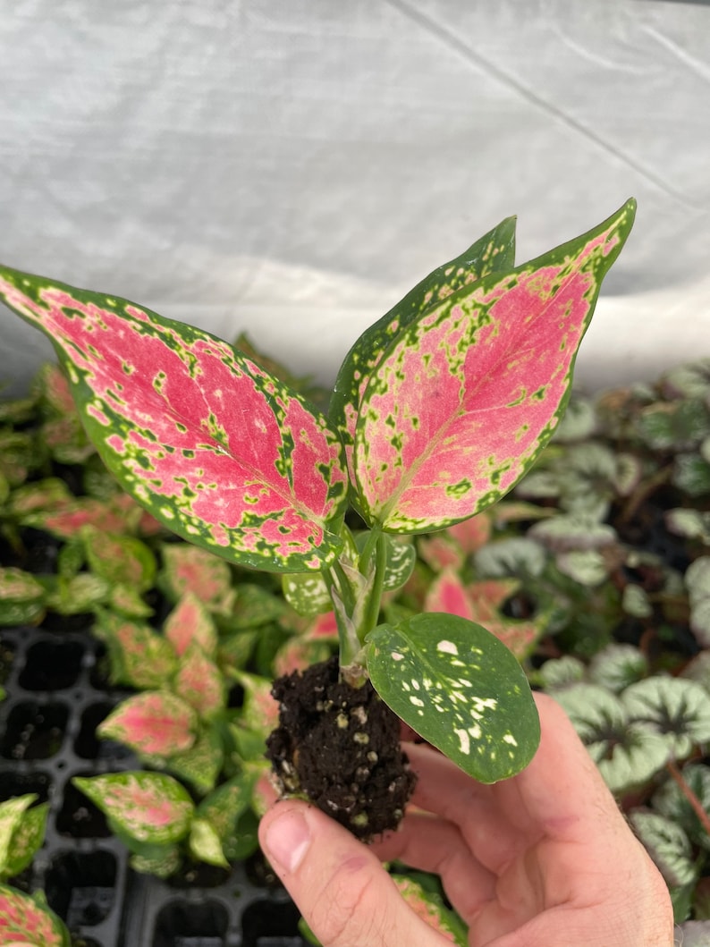 SunshineGreens Aglaonema Favonian Plant - Thumbnail 2