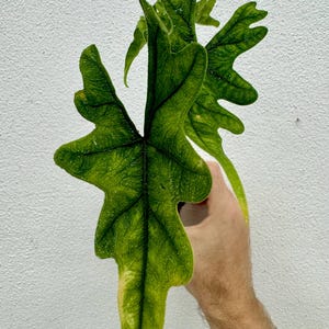 Alocasia Jacklyn xl Starter Plant (ALL STARTER PLANTS require you to purchase 2 plants!)
