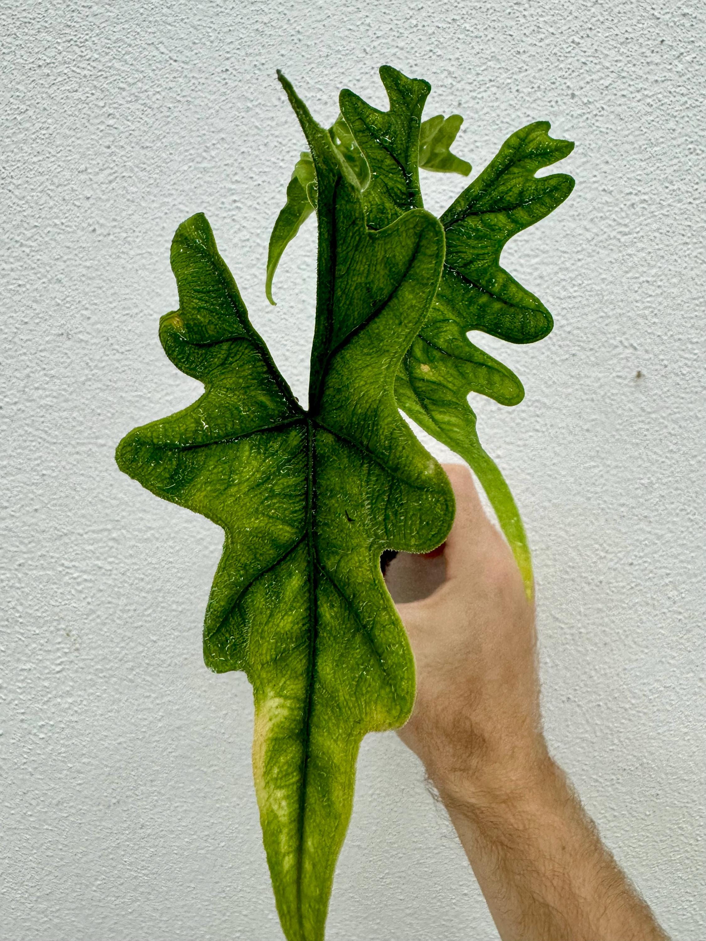 Alocasia Jacklyn Xl Starter Plant (ALL STARTER PLANTS Require You