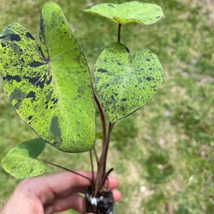 Colocasia Mojito "Esculenta" Elephant Ear Starter Plant. **ALL starter plants require you to purchase 2 plants! ** image 7