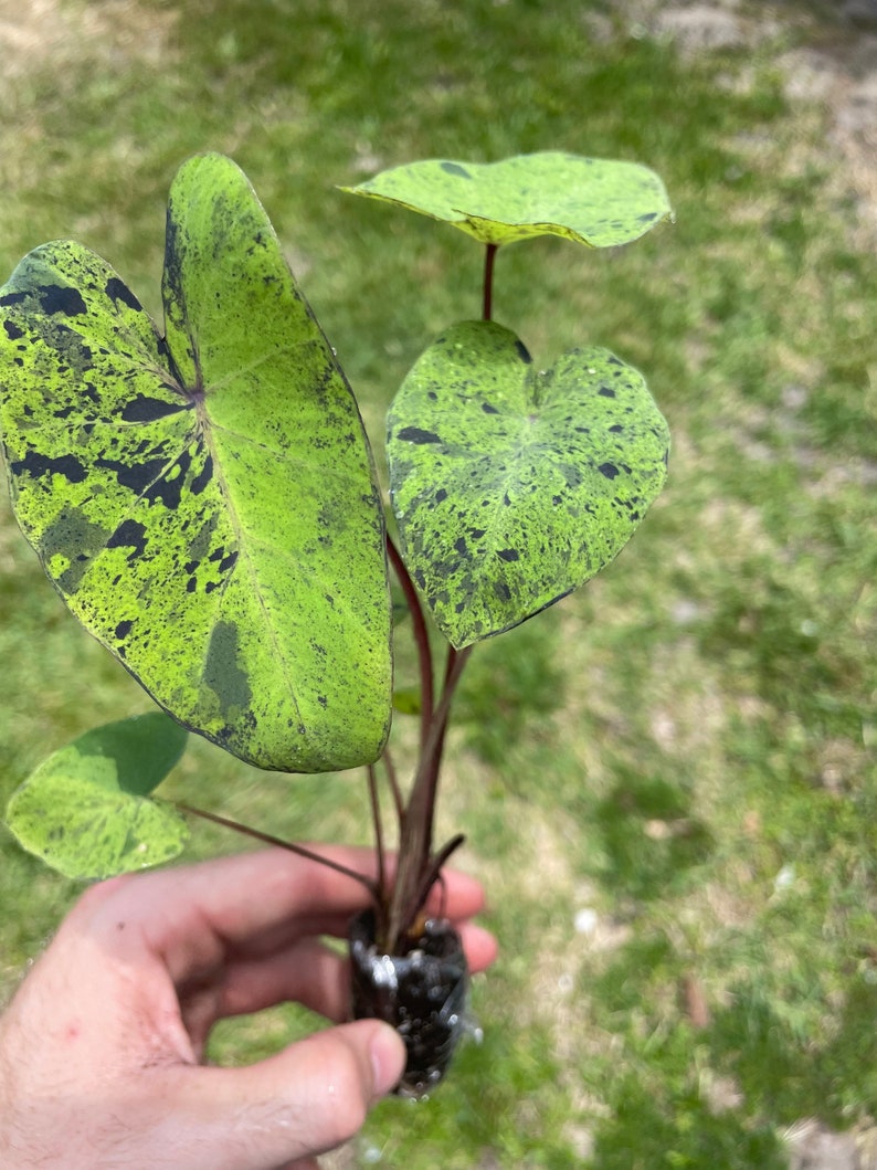 Colocasia Mojito "Esculenta" Elephant Ear Starter Plant. **ALL starter plants require you to purchase 2 plants! ** image 7