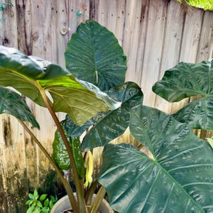 Alocasia Dark Star Huge starter plant **(ALL plants require you to purchase ANY 2 plants!)**