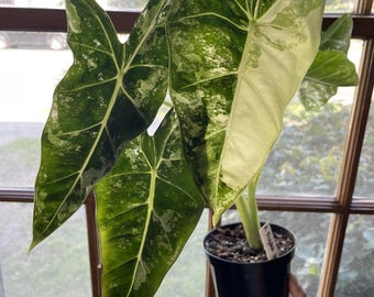 Alocasia Variegated Frydek 4” pot **(ALL plants require you to purchase ANY 2 plants!)**