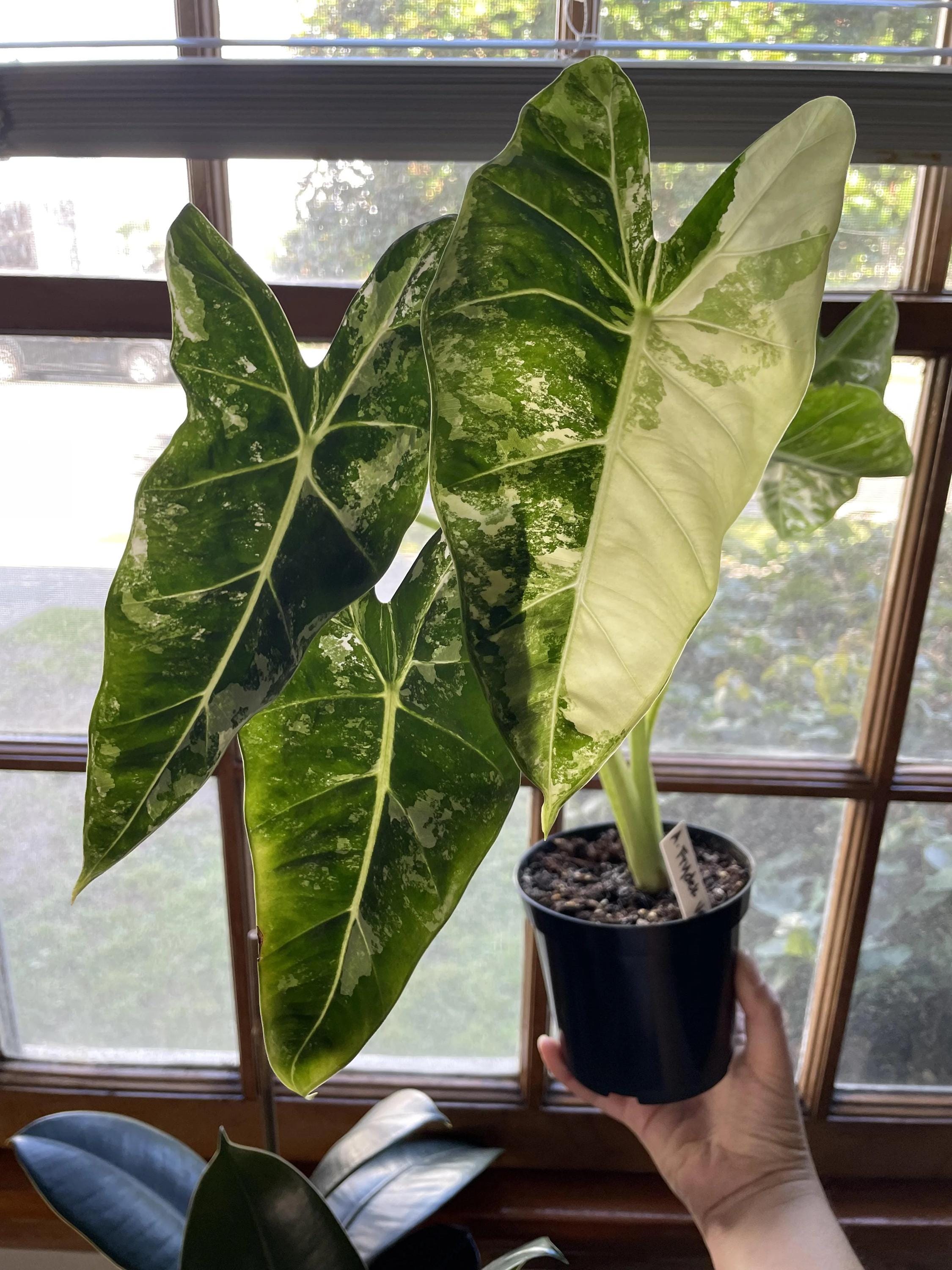 Alocasia Variegated Frydek 4” Pot **(ALL Plants Require You to
