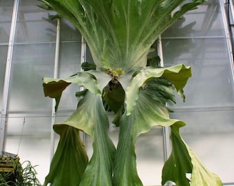 Platycerium Wandae Dwarf - Etsy