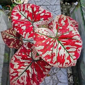 Caladium scarlet Mary Starter Plant (ALL STARTER PLANTS require you to purchase 2 plants!)