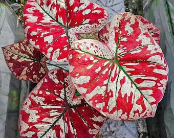 Caladium scarlet Mary Starter Plant