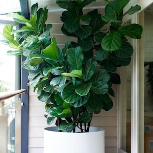May include: A large green leafy plant in a white round planter on a wooden deck.