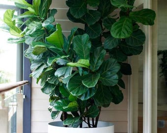 Fiddle Leaf Fig Starter Plant  (ALL STARTER PLANTS require you to purchase 2 plants!)