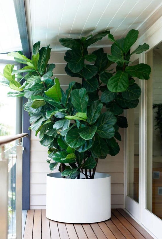 coffee plant indoors Arabica Coffee Plant main image 1