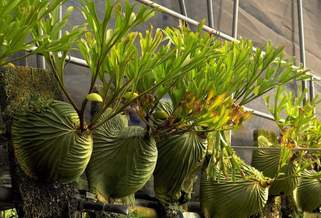 【新品】Ozwrt Spirit of Platycerium Ridleyig 新品】Ozwrt Spirit of Platycerium Ridleyig 新品】Ozwrt Spirit of