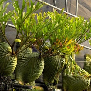 Platycerium Ridleyi Staghorn Fern“ Starter Plant (ALL STARTER PLANTS require you to purchase 2 plants!)