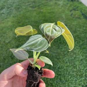 May include: A small plant with heart-shaped, green leaves with prominent veining is held in a hand. The leaves have a velvety texture and a lighter green hue on the edges. The plant is rooted in a soil plug, ready for planting.