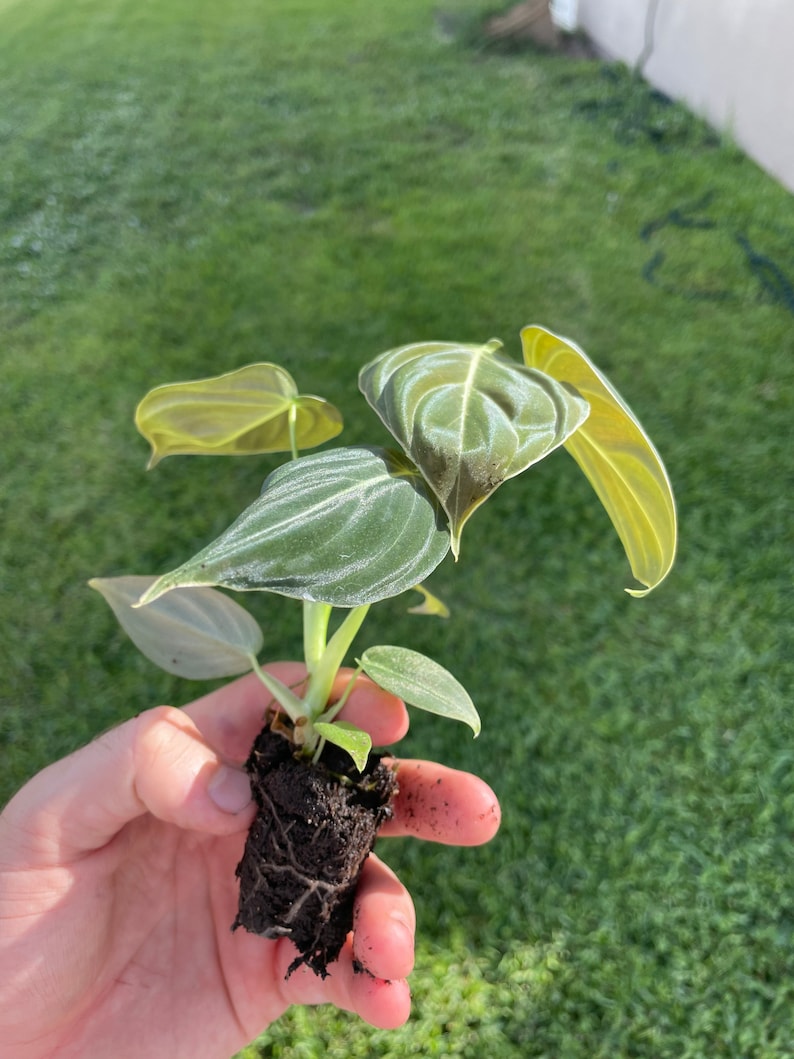 May include: A small plant with heart-shaped, green leaves with prominent veining is held in a hand. The leaves have a velvety texture and a lighter green hue on the edges. The plant is rooted in a soil plug, ready for planting.
