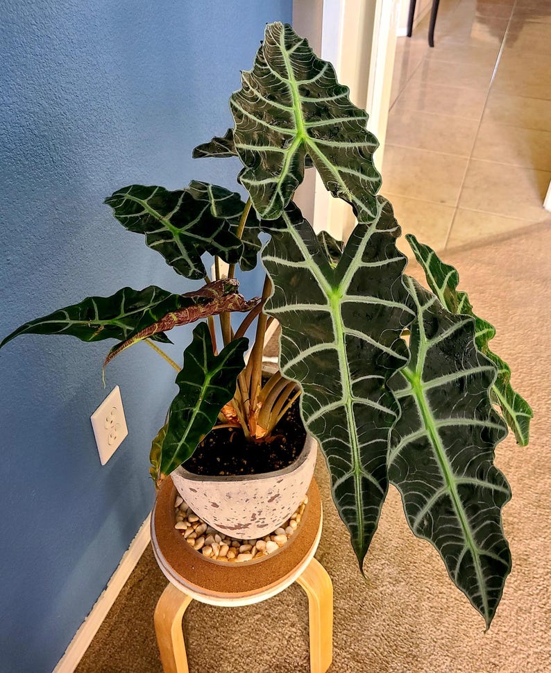 Alocasia Polly starter plant