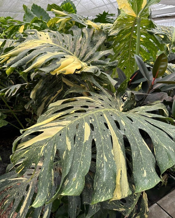 Monstera Thai constellation #3 Starter Plant (ALL STARTER PLANTS require  you to purchase 2 plants!) - Etsy Belgi