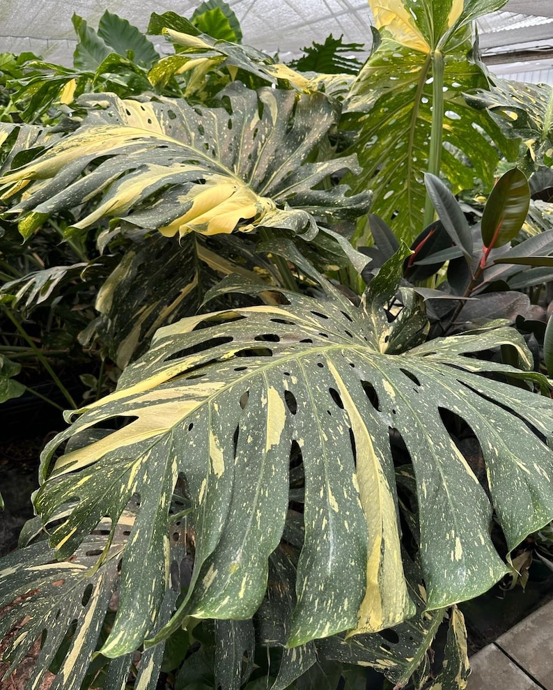 SunshineGreens Monstera Thai Constellation Plant