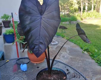 May include: A potted black elephant ear plant with large, dark purple leaves. The plant is in a blue and black ceramic pot on a metal table. Other potted plants are visible in the background, with a house and trees.