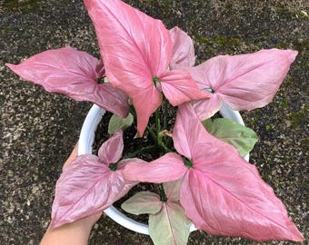 Puede incluir: Una planta de interior tropical rosa y verde con hojas grandes en forma de corazón en una maceta blanca.