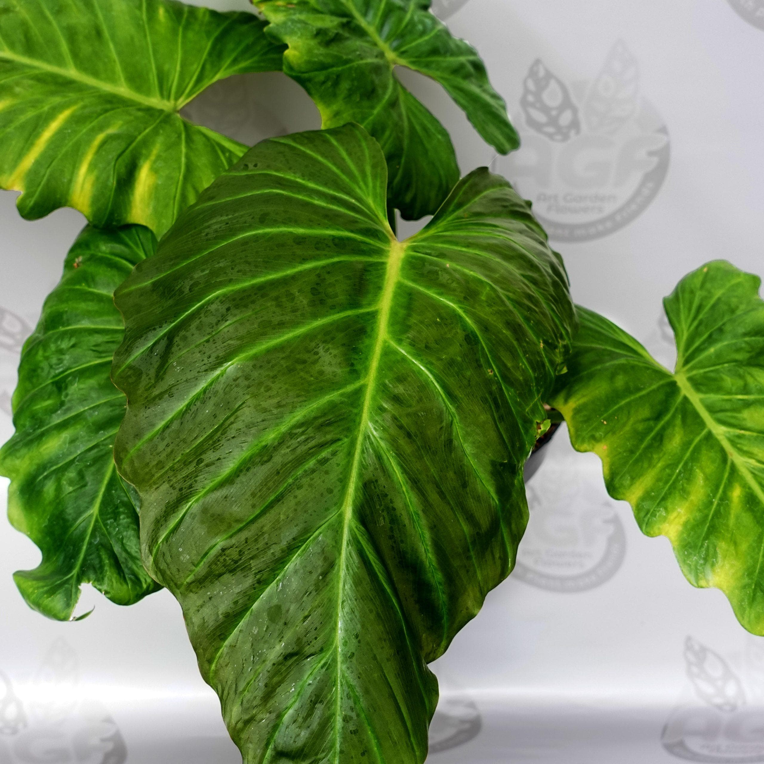 Philodendron Corsinianum 2 Pot (ALL STARTER PLANTS Require You to Purchase  2 Plants!) - Etsy