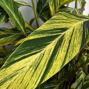 Variegated ginger ”alpina zerumbet” Starter Plant (ALL STARTER PLANTS require you to purchase 2 plants!)