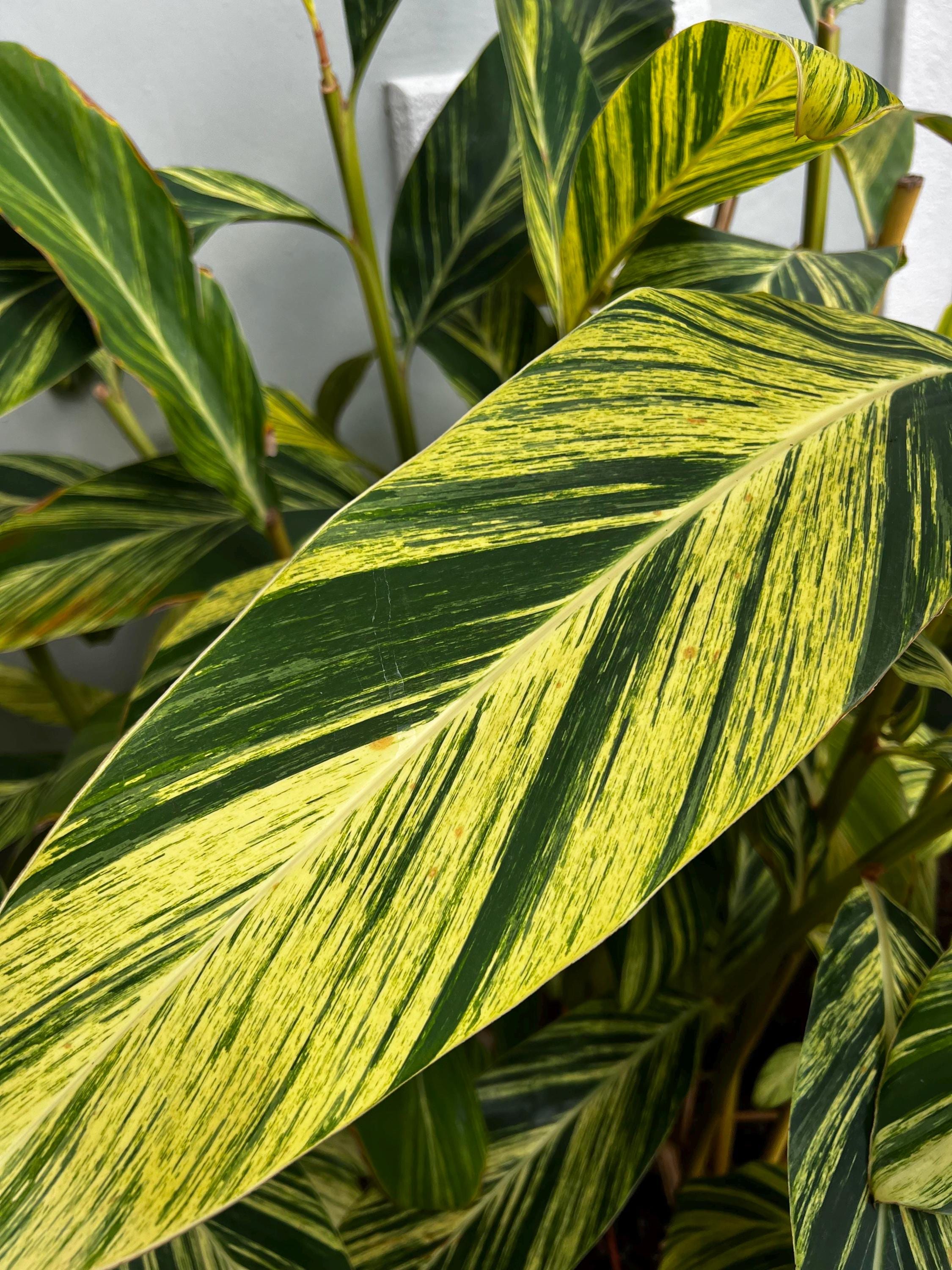 Variegated ginger ”alpina zerumbet” Starter Plant (ALL STARTER PLANTS require you to purchase 2 plants!)