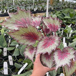 Begonia Rex Jurassic Jr 'Red Splash' starter Plant (ALL STARTER PLANTS require you to purchase 2 plants!)