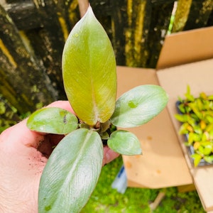 Black Cardinal Philodendron ALL starter plants require you to purchase 2 plants image 3