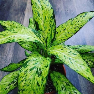 Dieffenbachia Starbright Starter Plant (ALL STARTER PLANTS require you to purchase 2 plants!)