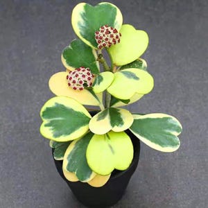 Hoya kerrii variegated starter pot (ALL PLANTS require you to purchase 2 plants!)