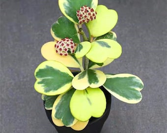 Hoya kerrii variegated starter pot (ALL PLANTS require you to purchase 2 plants!)