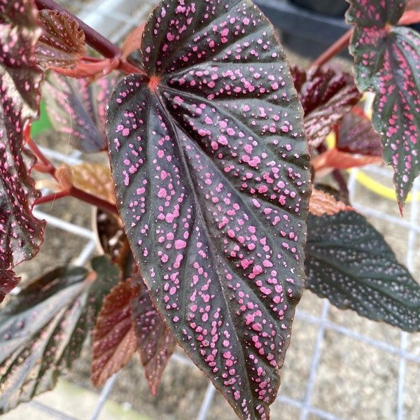 Begonia Maculata Pink Spots starter Plant (ALL STARTER PLANTS require you to purchase 2 plants!)