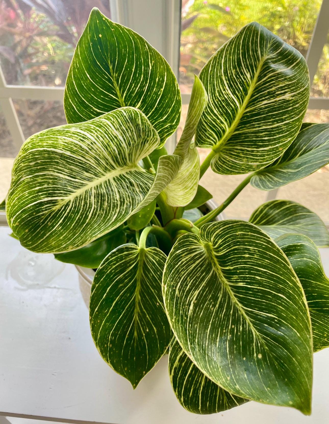 flowerシンギングリン宇宙⑤ Philodendron Birkin Galaxy Starter Plant (ALL STARTER PLANTS