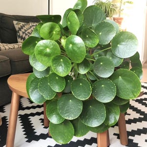 May include: A large green plant with round leaves sits on a wooden table with a black and white patterned rug underneath.