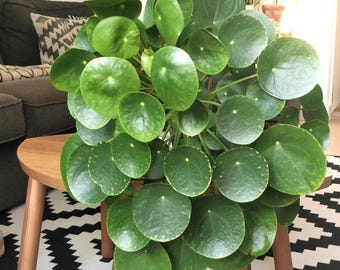 Chinese Money Plant 2 Pot (ALL STARTER PLANTS Require You to Purchase 2  Plants!) - Etsy