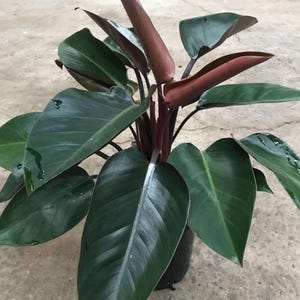 May include: A houseplant with dark green leaves and red stems. The plant is in a black pot.