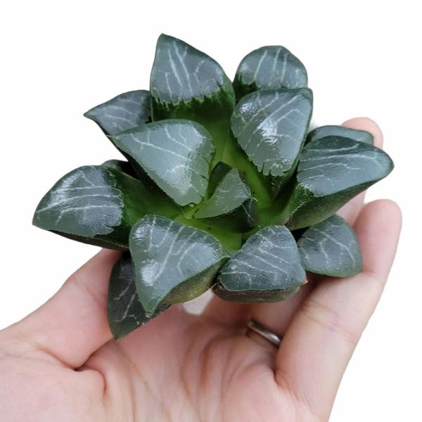Haworthia bayeri “moon shadow” Starter Plant (ALL STARTER PLANTS require you to purchase 2 plants!)