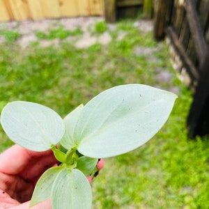 Philodendron silver sword hastatum Starter Plant ALL STARTER PLANTS require you to purchase 2 plants image 5