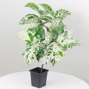 Ficus Clown Fig starter plant (all starters require the purchase of two plants)